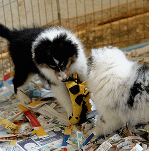 The "Don't Do It" Dog Training List | Spring Forth Dog Academy, Providence RI
