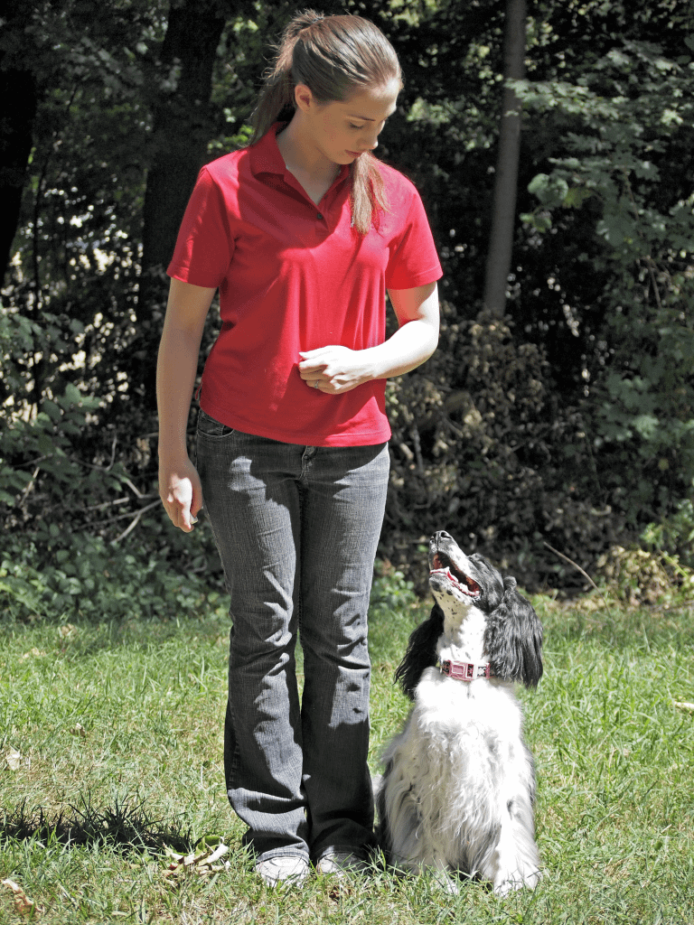 Heel - Dog Training Providence RI