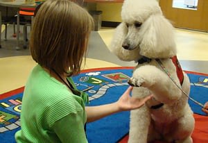 Why "Paw" is Problematic | Spring Forth Dog Academy in Providence, RI