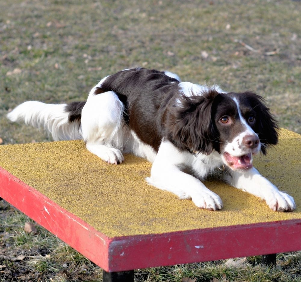 Dog Agility Classes in Providence, RI | Spring Forth Dog Academy