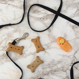 The "Don't Do It" Dog Training List | Spring Forth Dog Academy, Providence RI