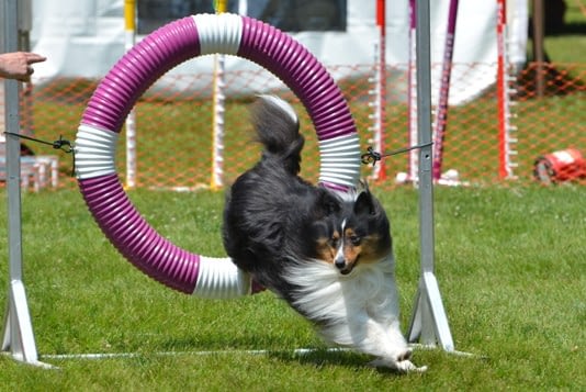 Dog Agility Classes in Providence, RI | Spring Forth Dog Academy