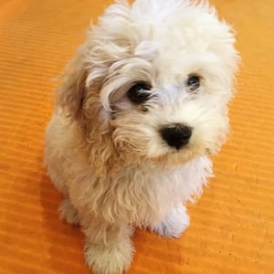 The "Don't Do It" Dog Training List | Spring Forth Dog Academy, Providence RI