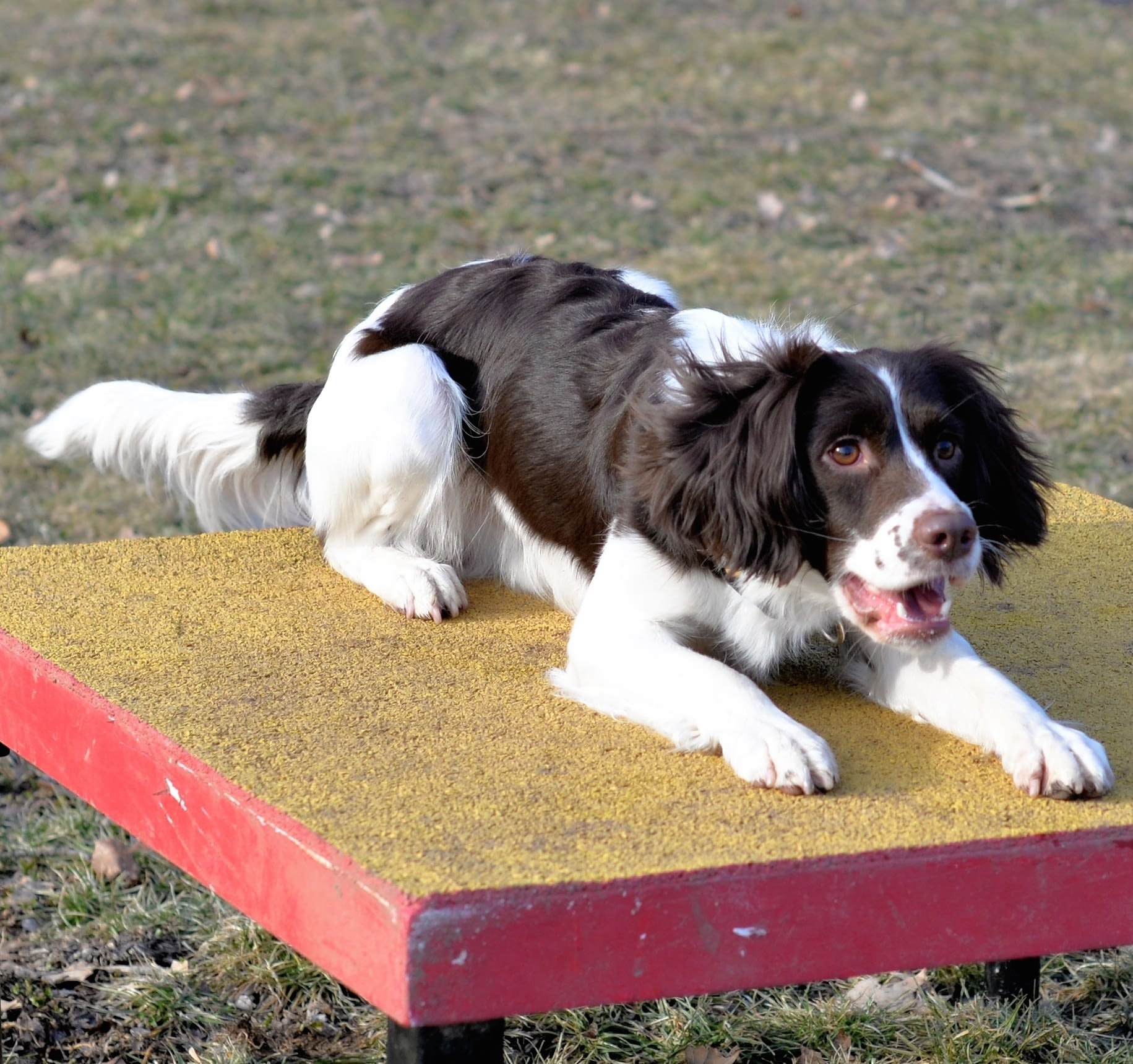 Agility Classes For Dogs In Providence Ri Crossbones Dog Academy