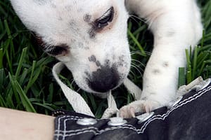 Puppy Chewing Shoelaces