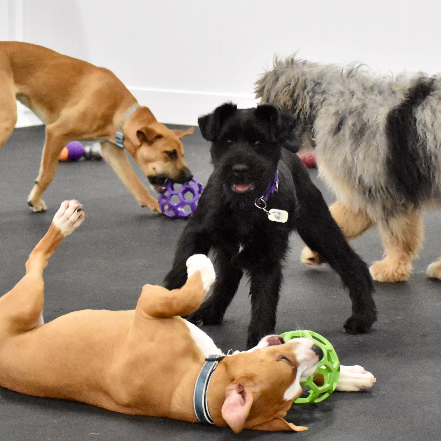 Puppy Playgroup Puppy Socialization Class Crossbones Dog Academy