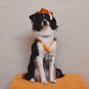 AKC STAR Puppy - Charm the Miniature American Shepherd