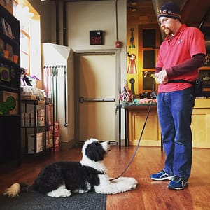 The "Don't Do It" Dog Training List | Spring Forth Dog Academy, Providence RI