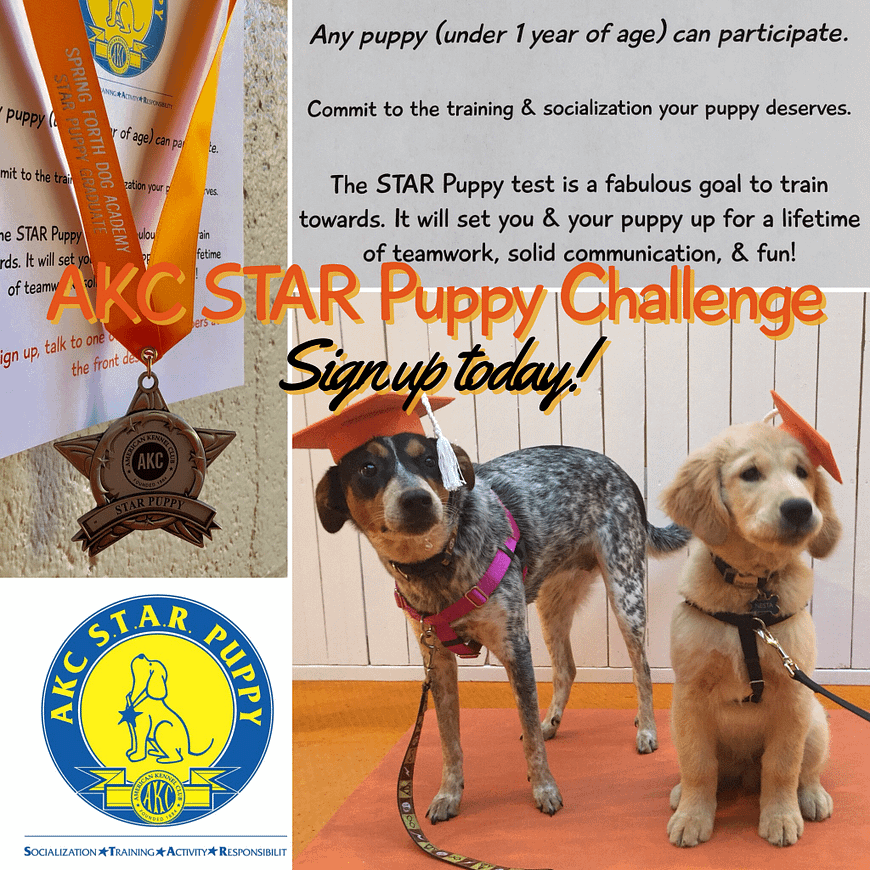 akc star puppy program