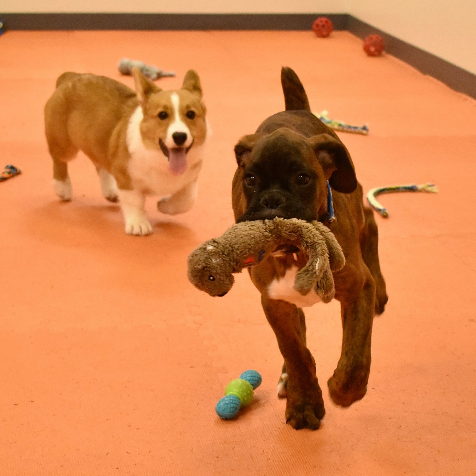 puppy-training-in-rhode-island-crossbones-dog-academy