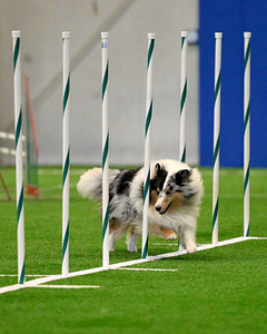 Weave poles are another part of a behavior chain in agility.