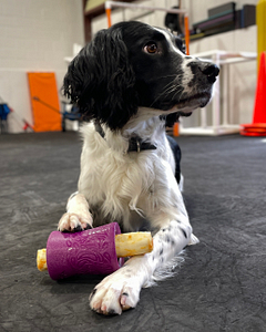 A black and white English Springer Spaniel is lying on the floor, staring off camera. Under one paw, he holds a West Paw Funnl toy with a No Hide chew pushed inside. | What Chew Should I Bring to Dog Training Class in Providence, RI