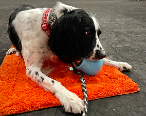 A black and white English Springer Spaniel licks a blue Toppl toy. He is lying on an orange mat. | What Chew Should I Bring to Dog Training Class in Providence, RI