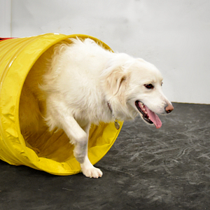 A white dog travels through a yellow dog agility tunnel. 