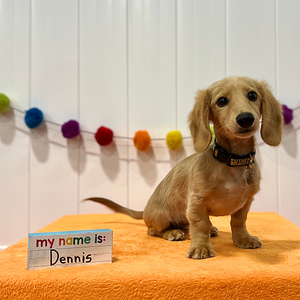Best puppy school discount