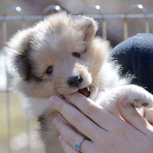 A Shetland Sheepdog puppy nibbles a woman's fingers. | Puppy Teething & Nipping | Crossbones Dog Academy in Providence, RI