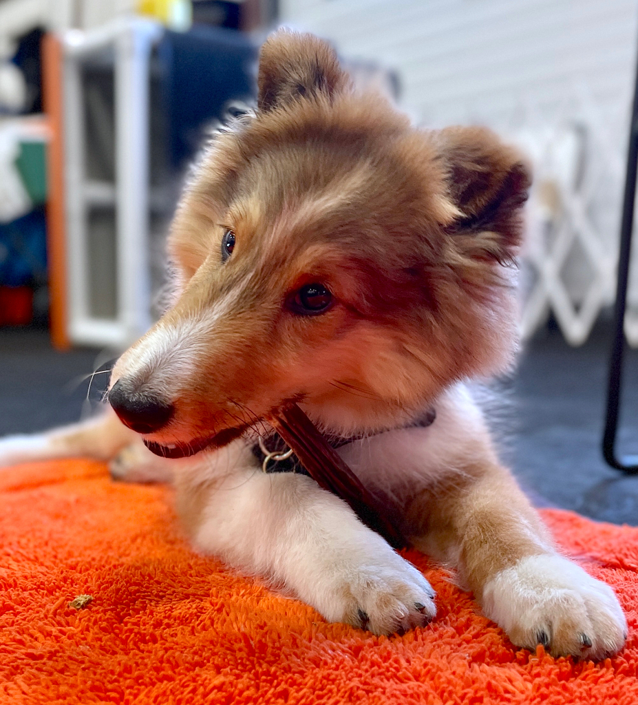 A sable Shetland Sheepdog puppy chews a beef tendon. She is lying on an orange mat. | What Chew Should I Bring to Dog Training Class in Providence, RI