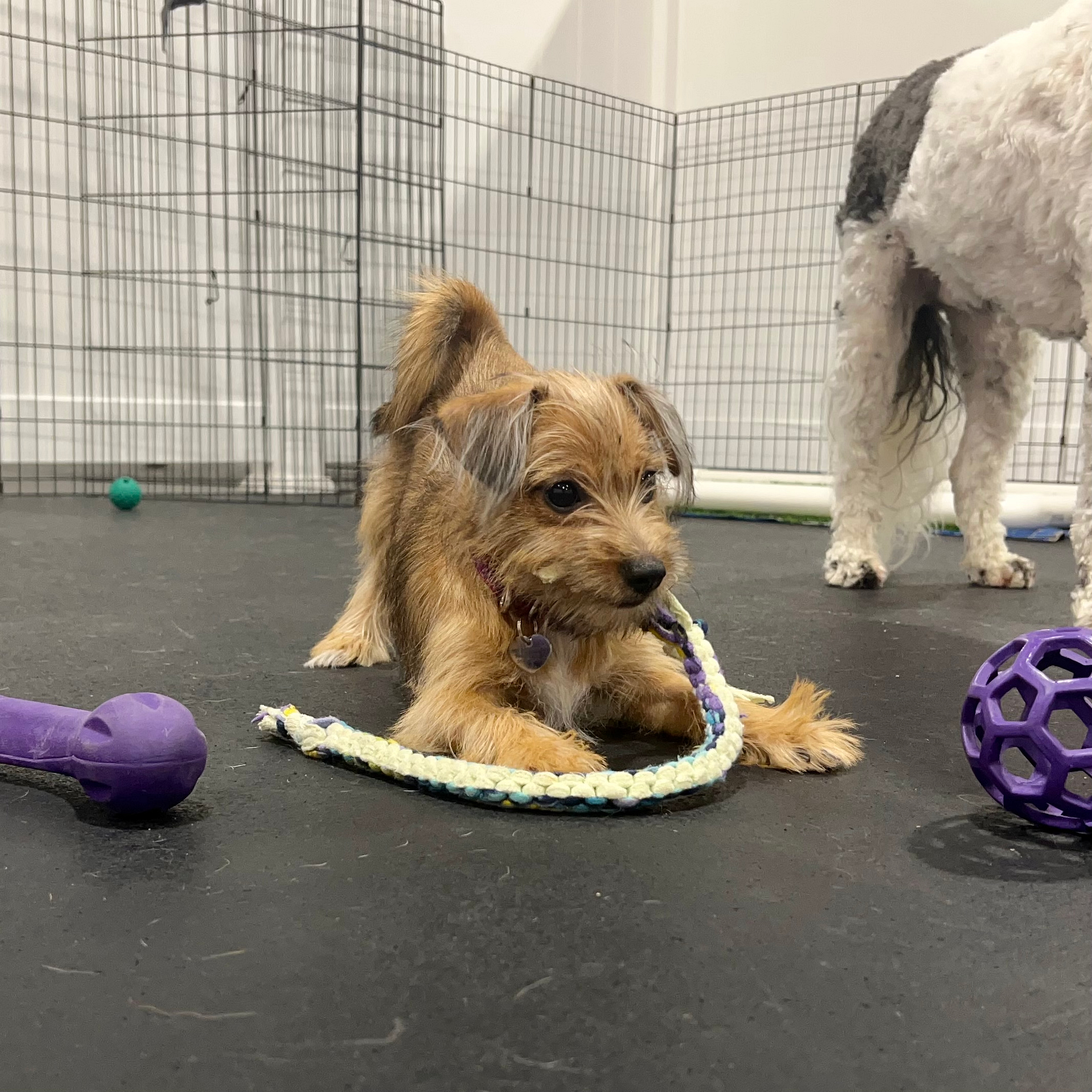 Plush toys and rope toys are great for puppies that are teething. | Puppy Teething & Nipping | Crossbones Dog Academy in Providence, RI