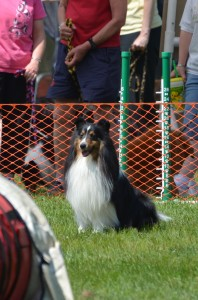 Strata the Shetland Sheepdog demonstrating a start line stay at a dog agility trial. 