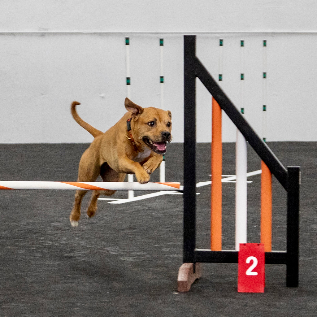 Agility Skill Building: Jumps Class | Dog Agility Classes in Providence, RI