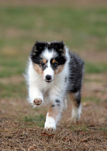 Training Your Dog to Come When Called | Spring Forth Dog Academy in Providence, RI