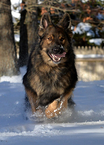 Training Your Dog to Come When Called | Spring Forth Dog Academy in Providence, RI
