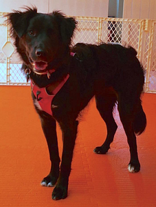 Puppy Day School Success Story - Alice | Puppy Socialization in Providence, RI