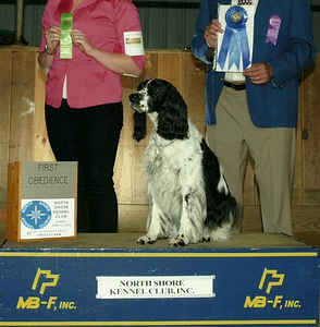 Tessie the English Springer Spaniel | Spring Forth Dog Academy in Providence, RI