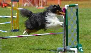Strata Taking a Jump | Agility is a Behavior Chain