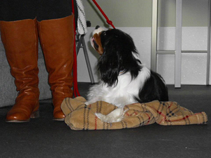Cavalier King Charles Spaniel on a mat.