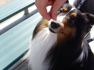 Strata Gets a Treat