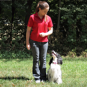 Tessie the English Springer Spaniel | Spring Forth Dog Academy in Providence, RI