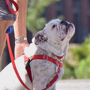 A Bulldog looks up expectantly at his owner for a treat. | Mastering Your First Dog Training Class: Avoid These Common Mistakes