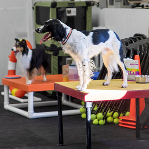 Ska & Anthem, the 2 dogs representing Crossbones Dog Academy at the 2024 AKC National Agility Championship.