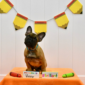 Puppy Day School is a great alternative to puppy kindergarten classes. Owners get lots of coaching and guidance while puppies get the training and socialization they need.