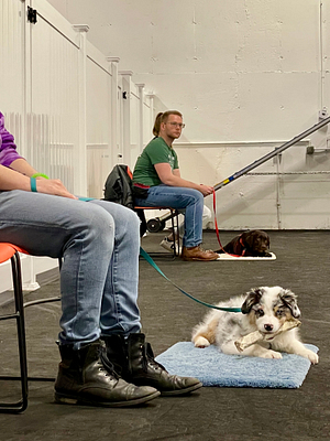 Two puppies relax on their mats in a dog training class at Crossbones Dog Academy in Providence, RI. | Mastering Your First Dog Training Class: Avoid These Common Mistakes