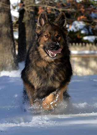 Training Your Dog to Come When Called | Spring Forth Dog Academy in Providence, RI