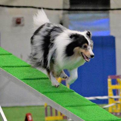 Agility Skill Building: Contacts Class | Dog Agility Classes in Providence, RI
