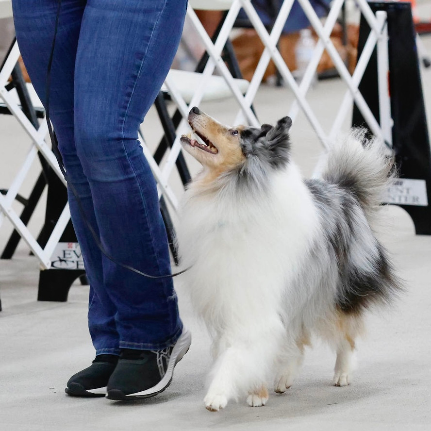 Dog Sport Fundamentals | Intro to Agility Class in Providence, RI