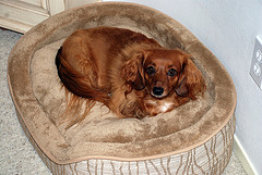 dogbed Dog on a Bed
