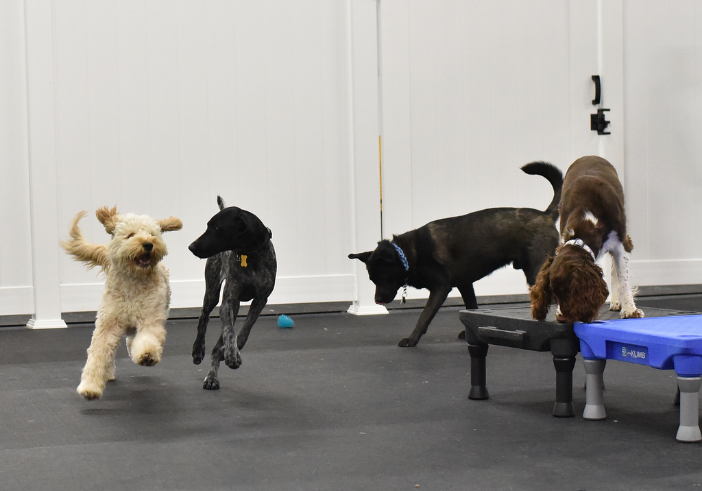 Educational Dog Daycare at Crossbones Dog Academy in Providence, RI