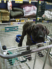 Puppy Socialization in Shopping Cart