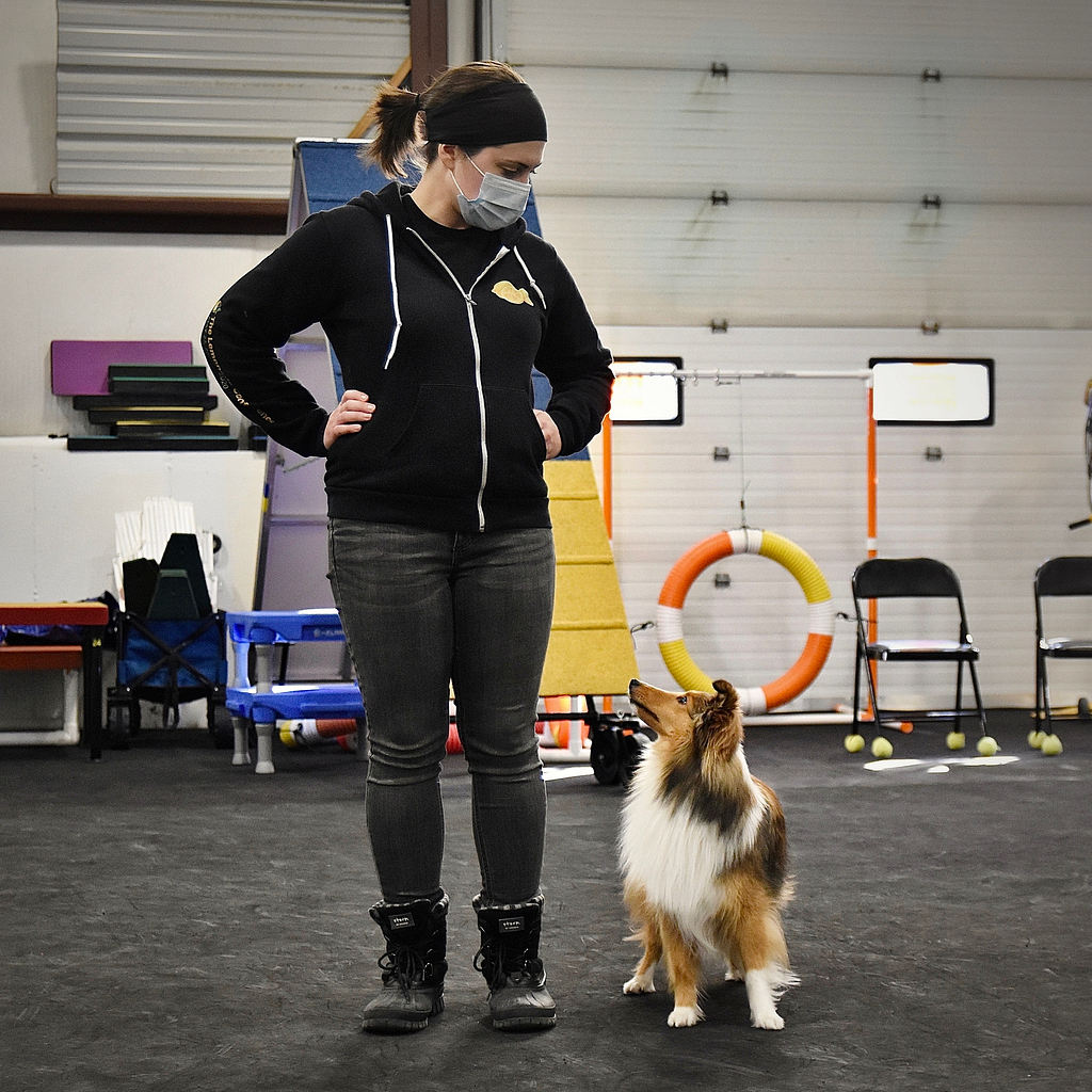 Backyard Agility - Dog Training Class in RI — Courteous Canine