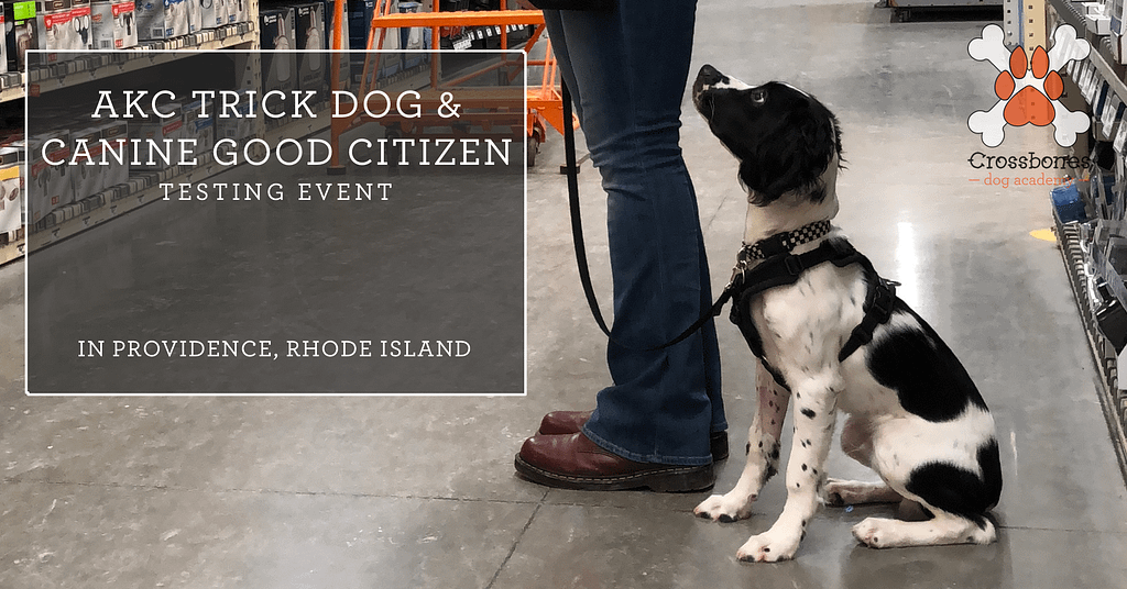 AKC Canine Good Citizen & Trick Dog Testing Crossbones Dog Academy