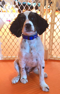 Puppy Day School | Puppy Training in Providence, RI | Spring Forth Dog Academy
