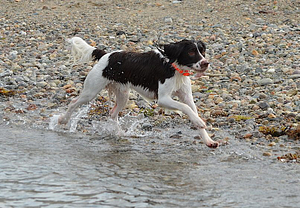 Teaching Your Dog to Come When Called | Spring Forth Dog Academy in Providence, RI