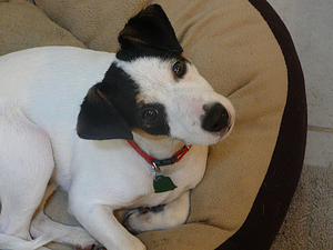 headtilt Terrier Head Tilt