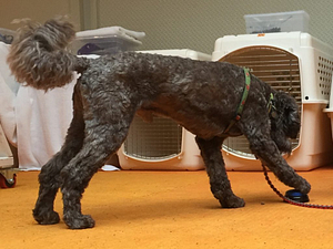 Pushing a Button with a Paw | Spring Forth Dog Academy in Providence, RI