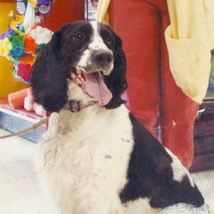 Tessie the English Springer Spaniel | Spring Forth Dog Academy in Providence, RI