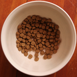Stop Free Feeding Your Dog